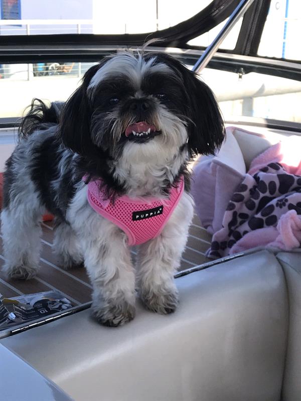 /Images/uploads/Friends of Seal Beach Animal Care Center/2022sbacc/entries/21519thumb.jpg